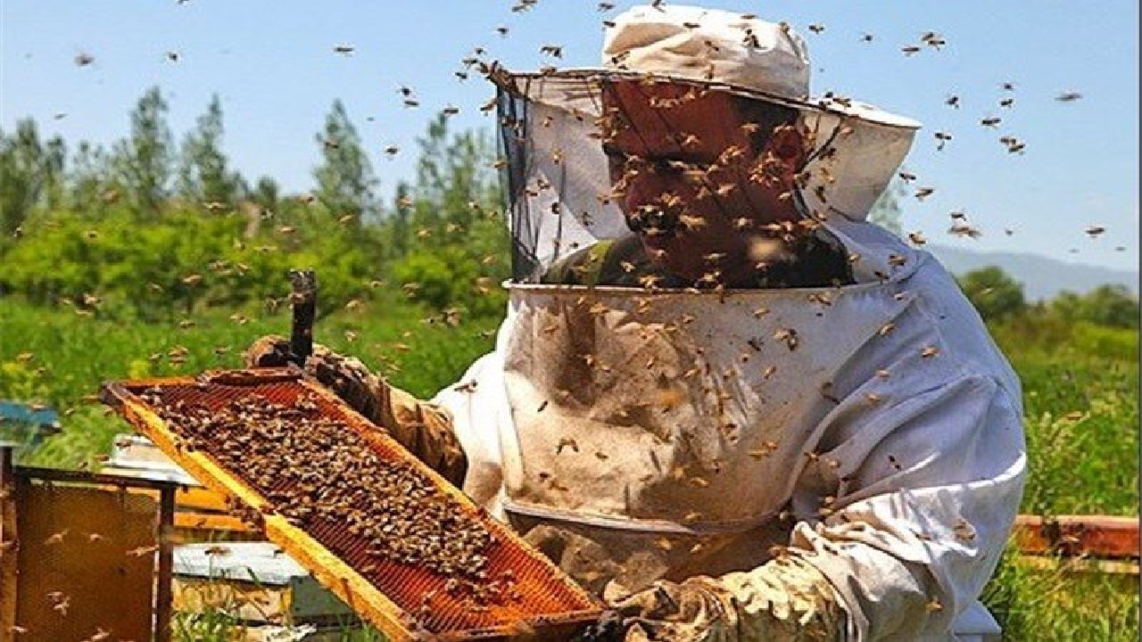 آغاز برداشت عسل در صومعه سرا